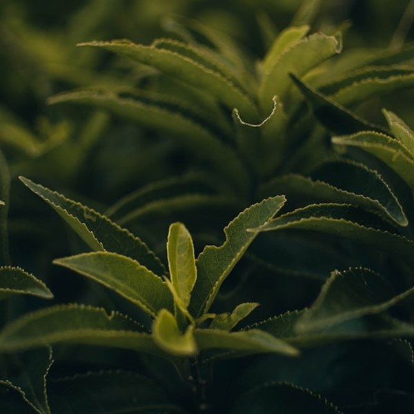 Green tea leaves